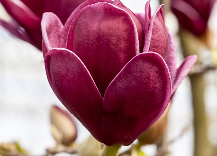 Magnolia Genie