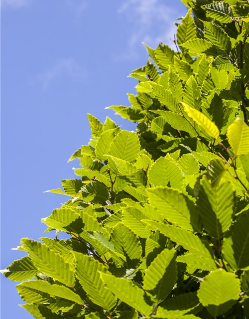 Carpinus betulus Monumentalis