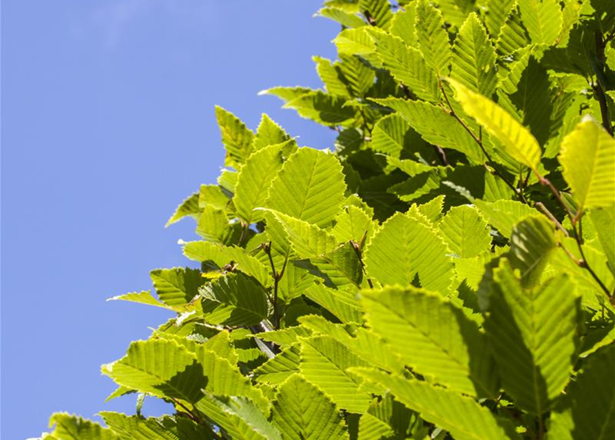 Carpinus betulus Monumentalis