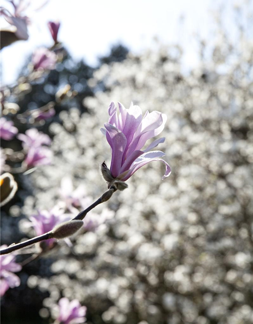 Magnolia liliiflora Betty