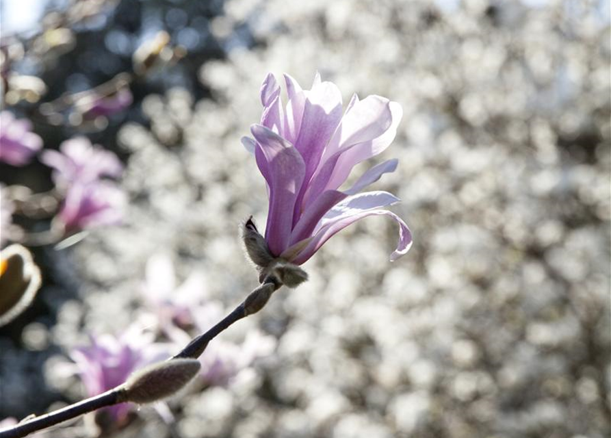 Magnolia liliiflora Betty