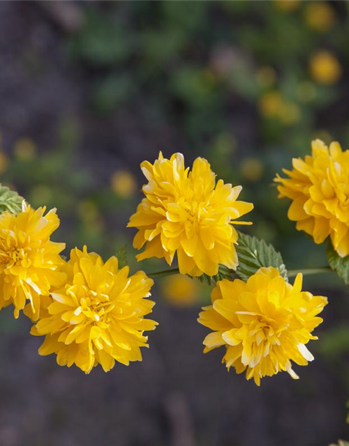 Kerria japonica Pleniflora