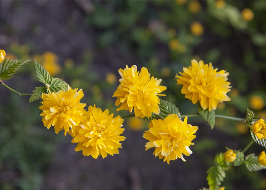 Kerria japonica Pleniflora