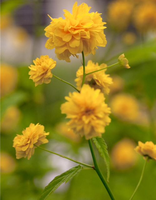 Kerria japonica Pleniflora