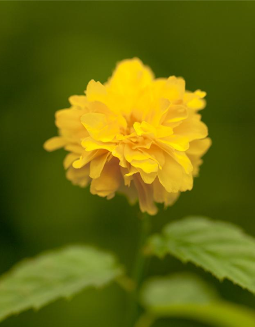 Kerria japonica Pleniflora