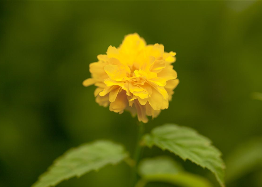 Kerria japonica Pleniflora