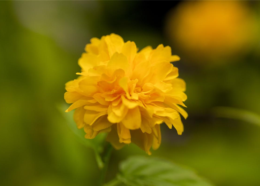 Kerria japonica Pleniflora