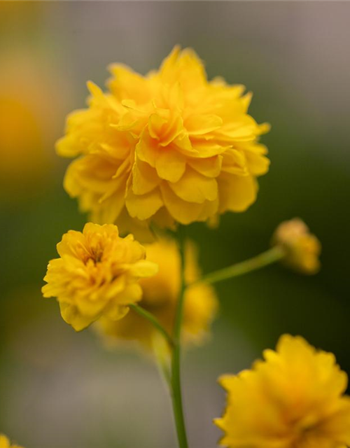 Kerria japonica Pleniflora