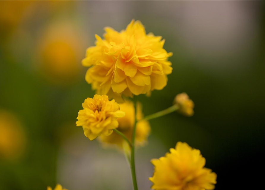 Kerria japonica Pleniflora