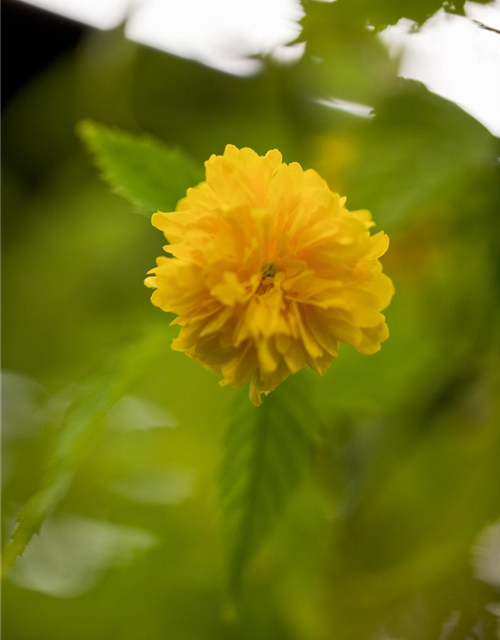 Kerria japonica Pleniflora