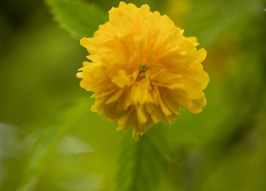 Kerria japonica Pleniflora