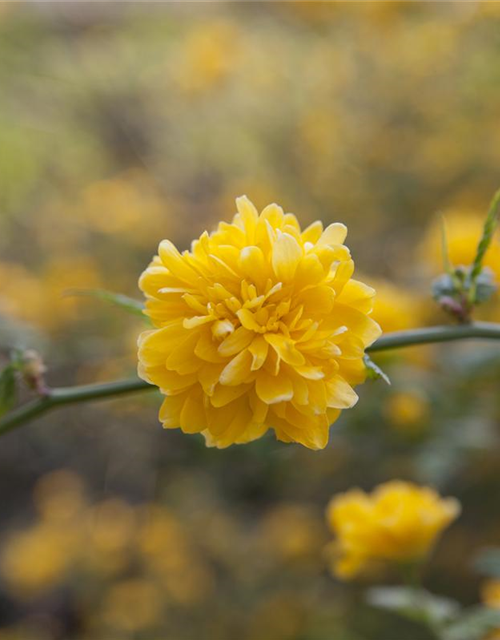 Kerria japonica Pleniflora