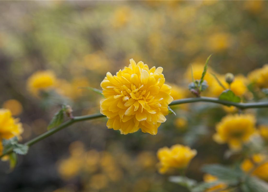 Kerria japonica Pleniflora