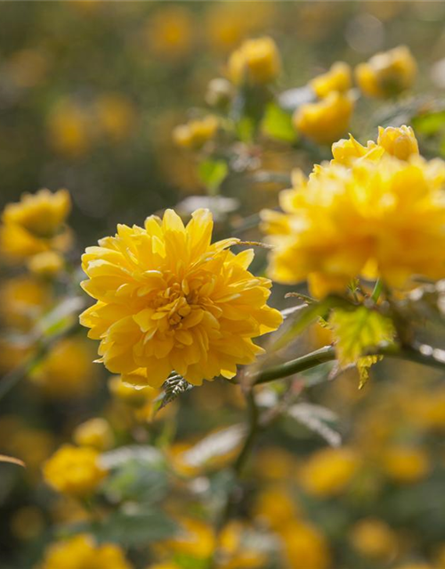 Kerria japonica Pleniflora