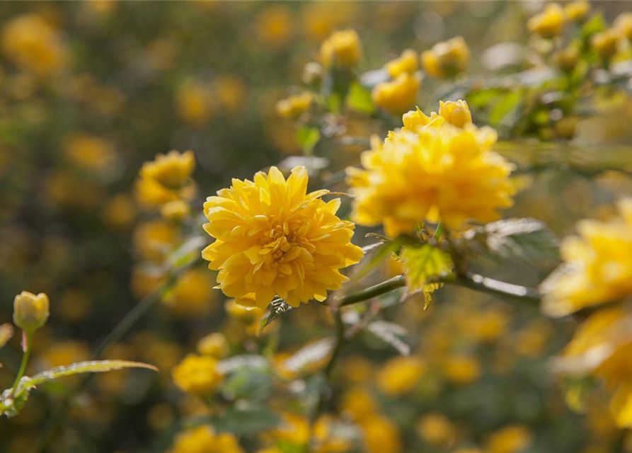 Kerria japonica Pleniflora