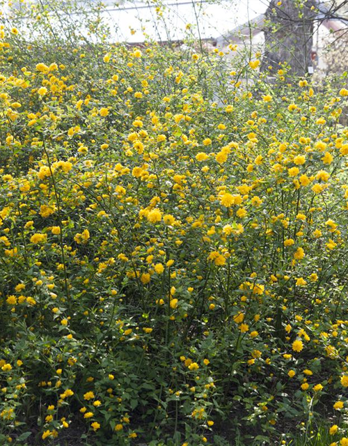 Kerria japonica Pleniflora