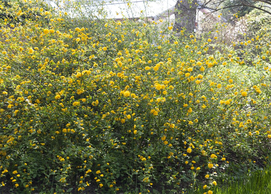 Kerria japonica Pleniflora