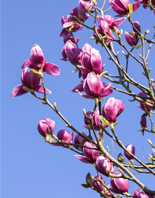 Magnolia liliiflora Nigra