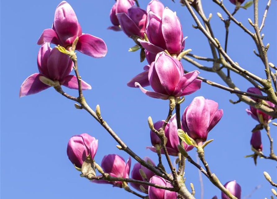 Magnolia liliiflora Nigra