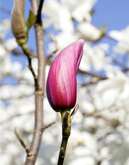 Magnolia liliiflora Nigra