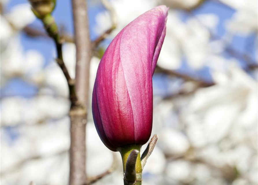 Magnolia liliiflora Nigra