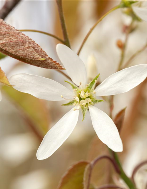 Amelanchier lamarckii