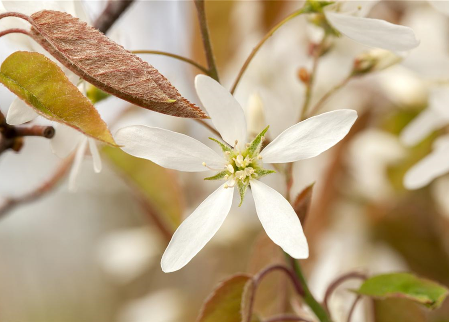 Amelanchier lamarckii