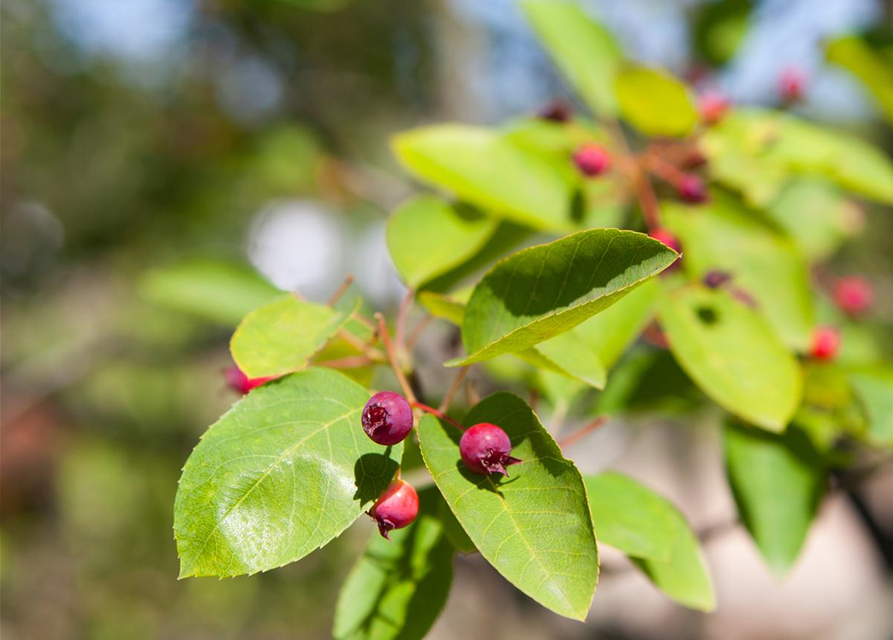 Amelanchier lamarckii