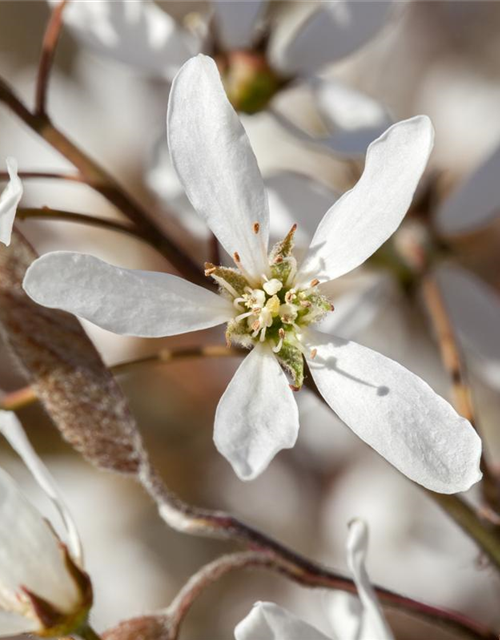 Amelanchier lamarckii