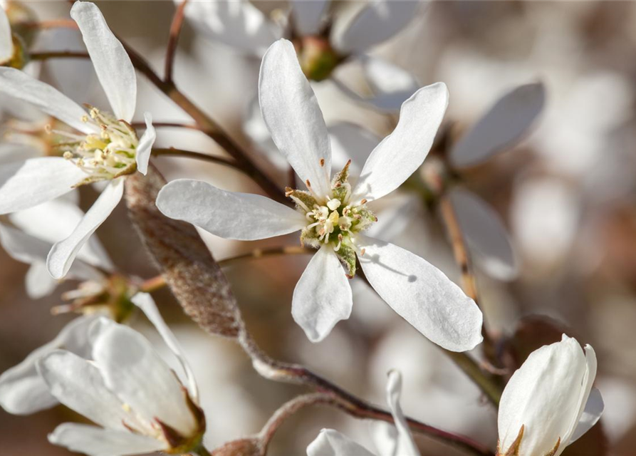 Amelanchier lamarckii