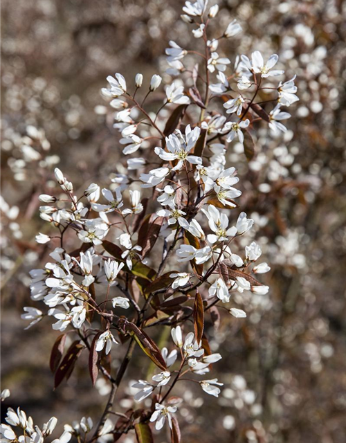 Amelanchier lamarckii