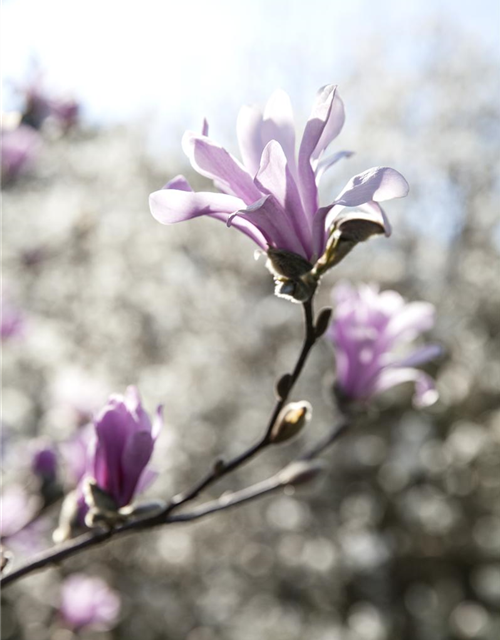 Magnolia loebneri Leonard Messel