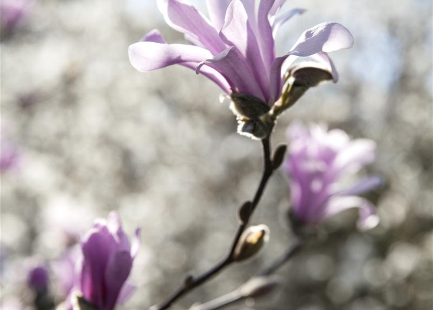 Magnolia loebneri Leonard Messel