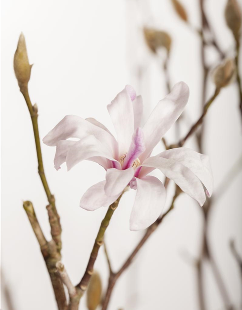 Magnolia loebneri Leonard Messel