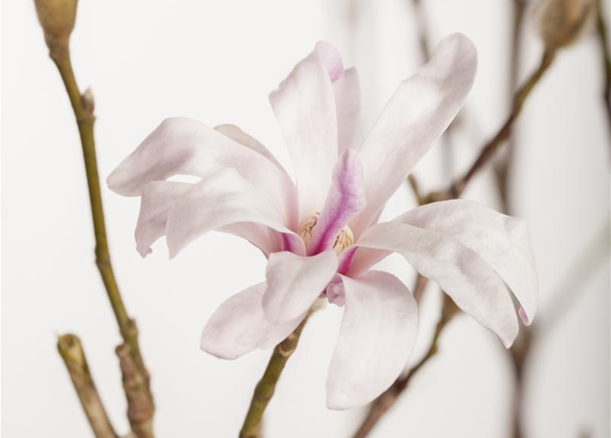 Magnolia loebneri Leonard Messel