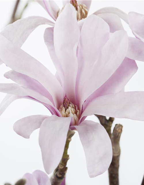 Magnolia loebneri Leonard Messel