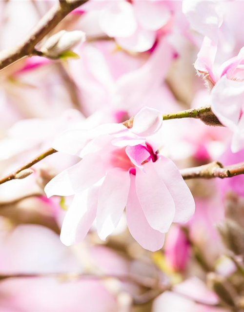 Magnolia loebneri Leonard Messel