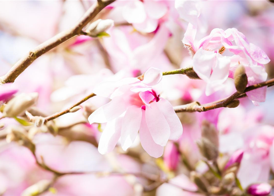 Magnolia loebneri Leonard Messel