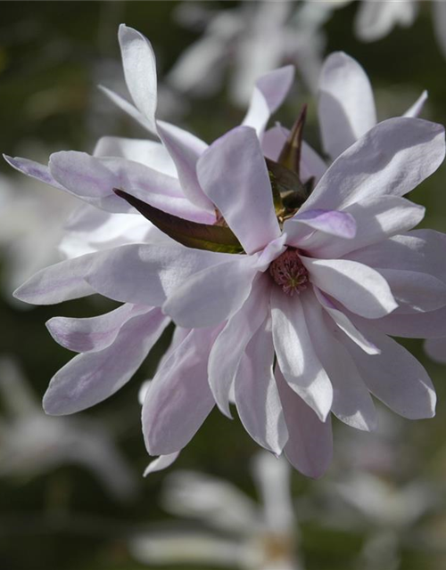 Magnolia loebneri Leonard Messel