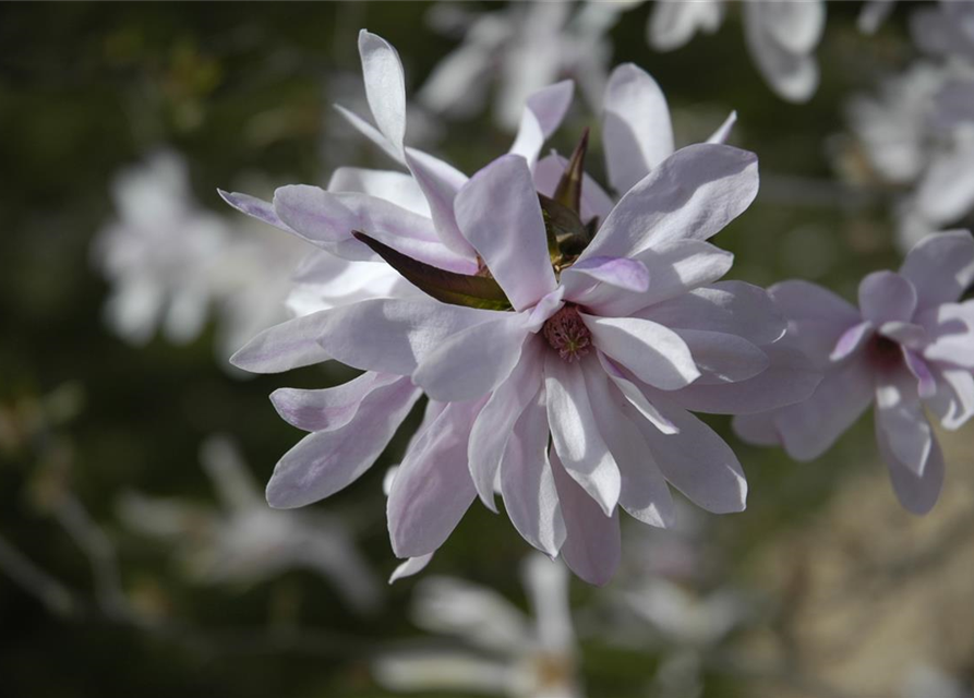 Magnolia loebneri Leonard Messel