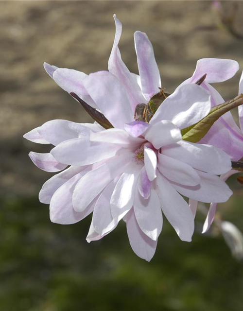 Magnolia loebneri Leonard Messel