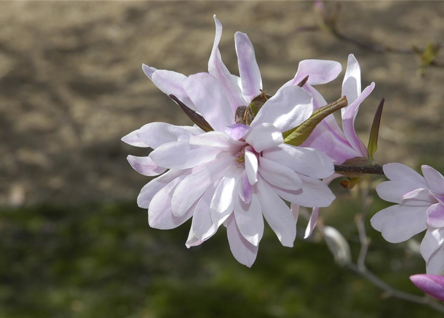 Magnolia loebneri Leonard Messel