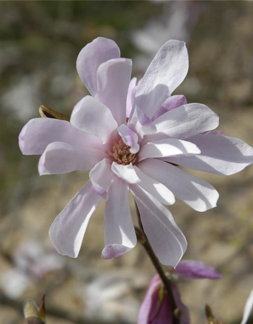 Magnolia loebneri Leonard Messel