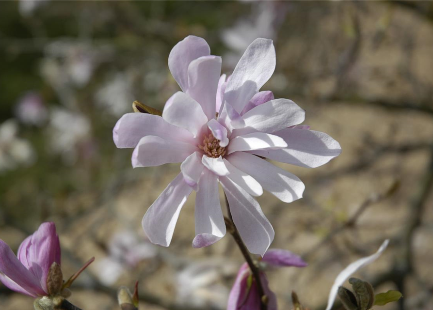 Magnolia loebneri Leonard Messel