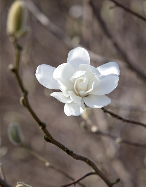 Magnolia loebneri Merrill