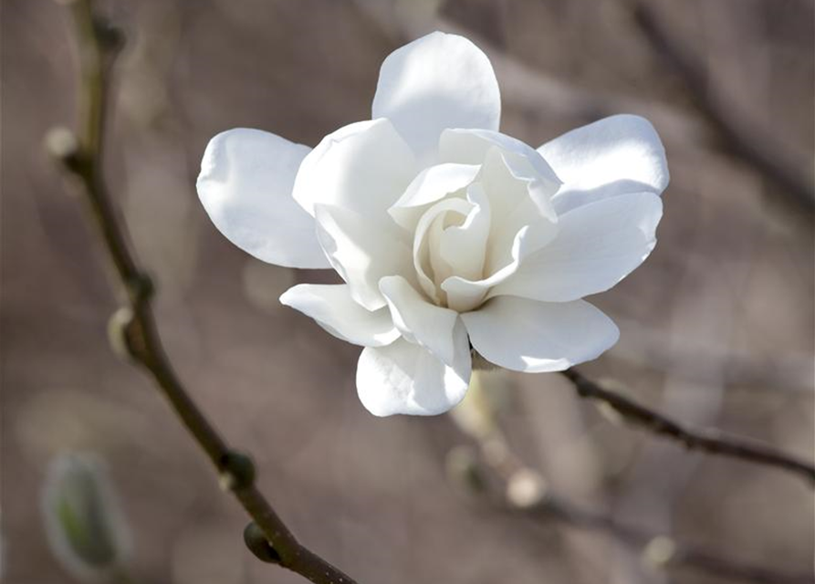 Magnolia loebneri Merrill