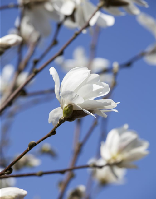 Magnolia loebneri Merrill