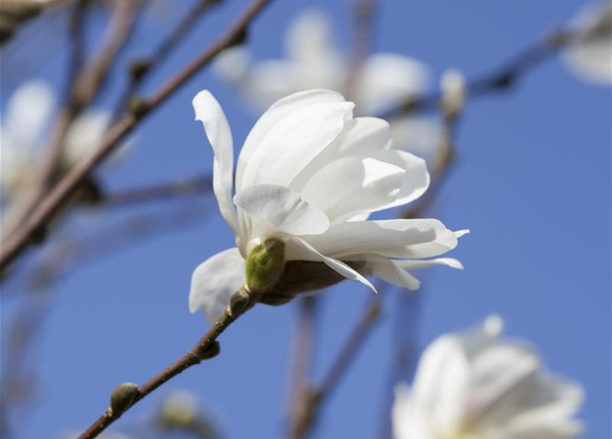 Magnolia loebneri Merrill