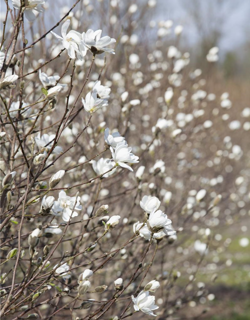 Magnolia loebneri Merrill