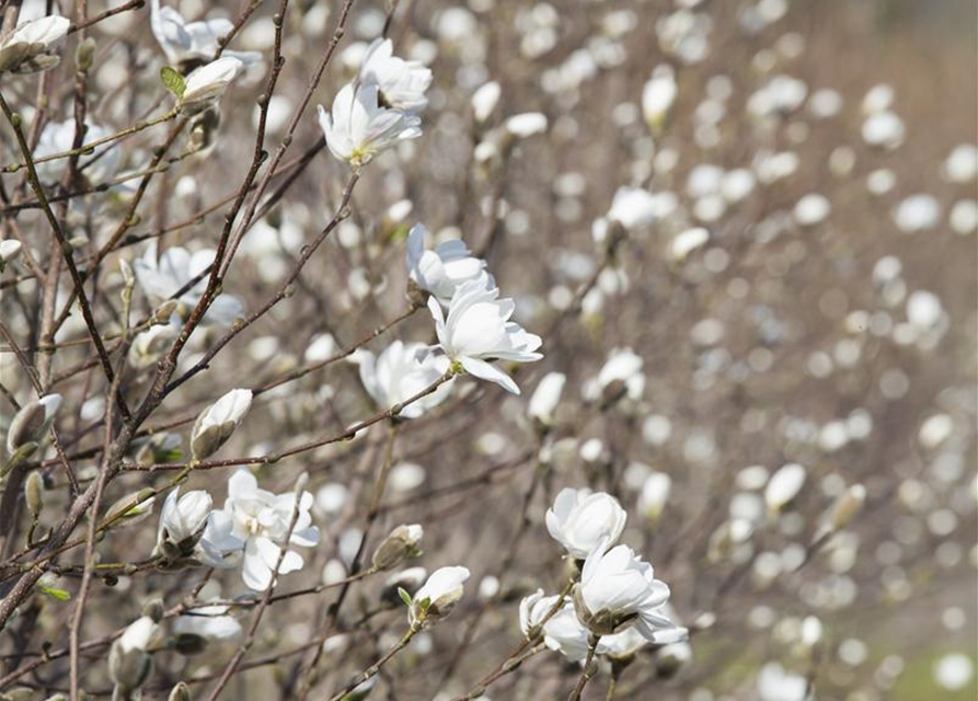 Magnolia loebneri Merrill